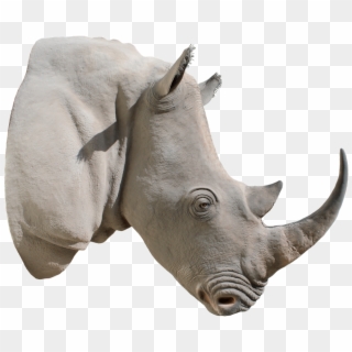 Rhino Head Png Clipart