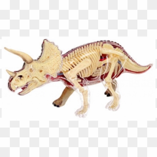 Triceratops Anatomy Model - Triceratops Anatomy Clipart