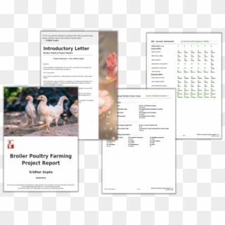 Broiler Farming Project Report Pdf - Chicken Clipart