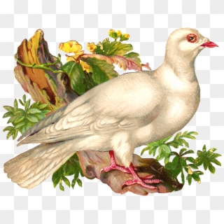 What A Beautiful Pigeon This Is A Stunning Piece Of - Голубь Винтаж Png Clipart
