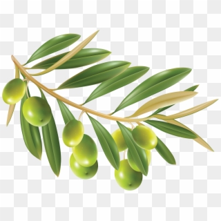 Olive Png Clipart