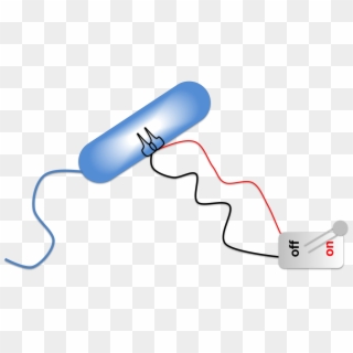Bacterial Kill Switch Clipart