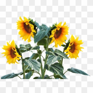 1280 X 902 4 - Sunflower Plant Png Clipart