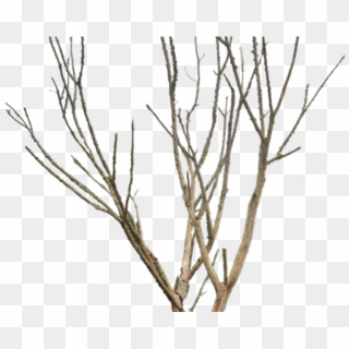 Dead Tree Clipart Desert Png - Png Dry Tree Transparent Png