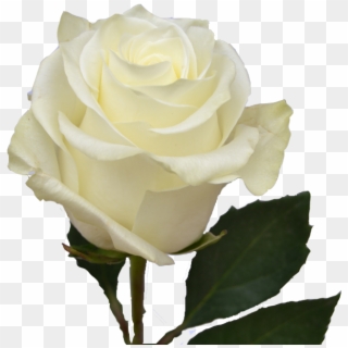White Roses Clipart
