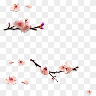 Cherry Blossom Pattern - Cherry Blossom Clipart