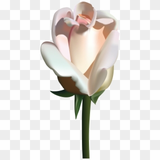 White Rose Png Clip Art Image - Roses Vector Transparent Png