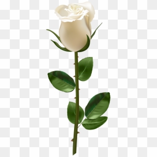 Rose With Stem White Transparent Png Image - Red Rose With Stem Clipart