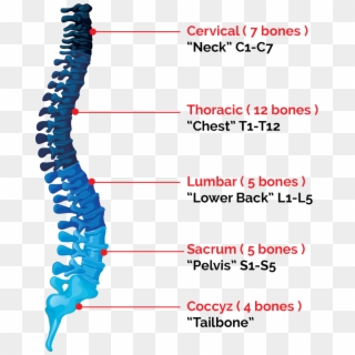 Spinal Cord Png - Spinal Cord Clipart