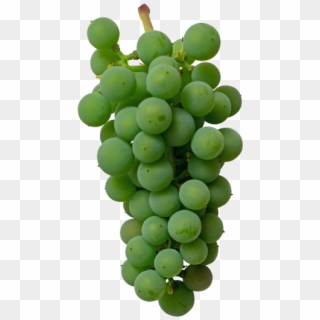 Green Grape - Seedless Fruit Clipart
