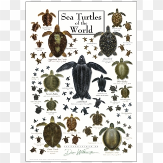 Sea Turtles Of The World Poster - Sea Turtles Species Clipart