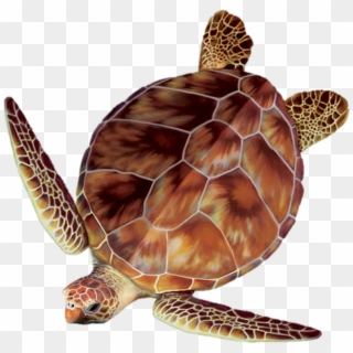Sea Turtle Clipart Turtle Egg - Sea Turtle Top View - Png Download