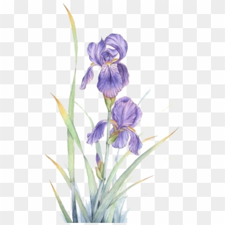 Watercolor Painting Violet Flower - Watercolor Transparent Iris Flower Clipart