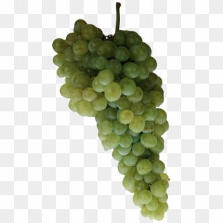 Green Grapes - Grape Clipart
