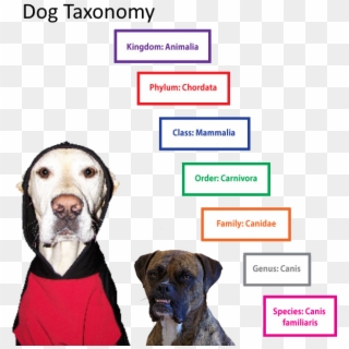 Dog Classification Clipart