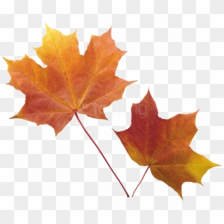 Free Png Autumn Leaf Png Images Transparent - Transparent Background Fall Leaves Png Clipart