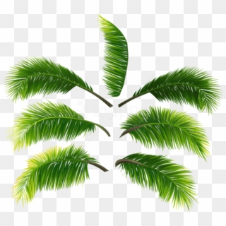 Free Png Download Palm Leaves Clipart Png Photo Png - Roystonea Transparent Png