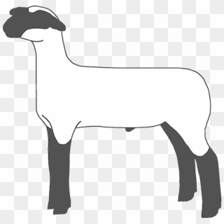 If You Found This Page By Searching For Show Lamb Clip - Show Sheep Png Transparent Png