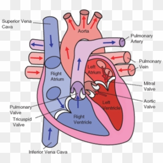 The Direction Of Blood Flow Through The Heart Clipart
