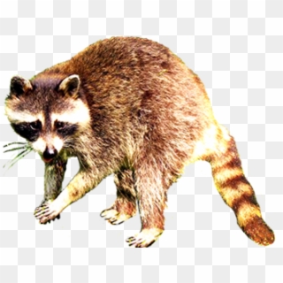 Raccoon Gif With Transparent Background Clipart