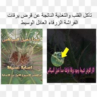 Cycas Revoluta Rust Symptoms - Plantation Clipart