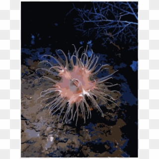 Jellyfish Sea Anemone Underwater Actinostola Ocean - Anémone Animal Clipart