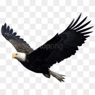 Free Png Download Eagle Png Images Background Png Images - Eagle Png Clipart