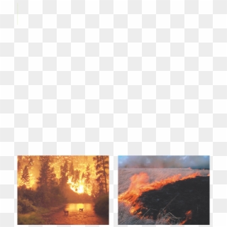 Fire In Hand - Forest Fire Big Clipart