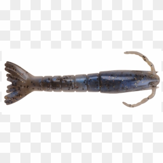 Saltwater Shrimp - Homarus Gammarus Clipart