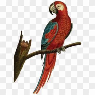 Free Clipart Of A Macaw Parrot Bird - Parrot Illustration Png Transparent Png