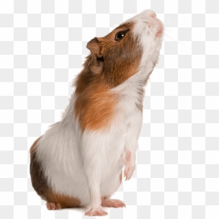 Exotic Pet - Guinea Pig Sniffing Clipart