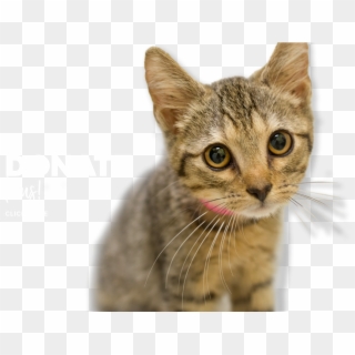 Your Donations Make All The Difference - Domestic Short-haired Cat Clipart