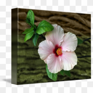 In Front Of Bark By Ilan Mizrahi - Chinese Hibiscus Clipart
