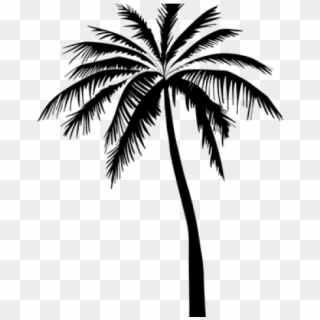 Drawn Palm Tree Transparent - Coconut Tree Vector Png Clipart