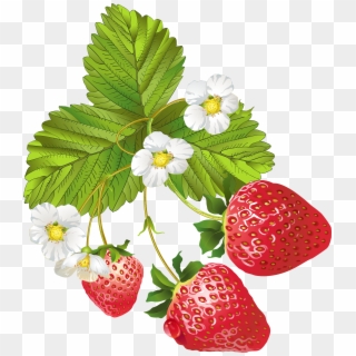 Blooming Strawberries Png Clip Art Image - Strawberry Plant Images Transparent