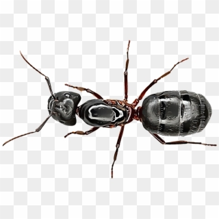 Carpenter Ants - Insect Mier Clipart
