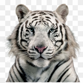 White Tiger - White Tiger Image Png Clipart