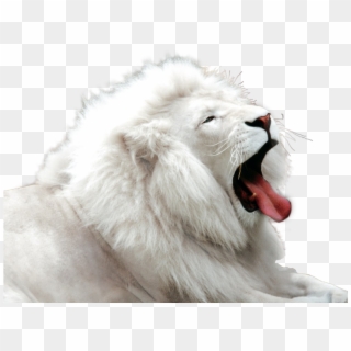 Png Image Information - Cute White Lion Clipart