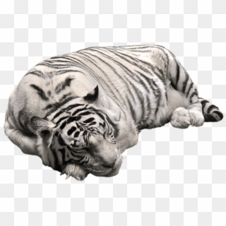 Free Png Download White Tiger Png Pictute Png Images - White Tiger Transparent Background Clipart
