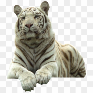 White Tiger - White Tiger With Clear Background Clipart