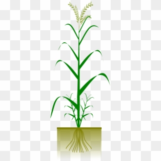 This Free Icons Png Design Of Cereal Plant Clipart
