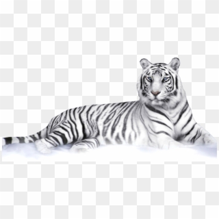 White Tiger - White Tiger Transparent Background Clipart