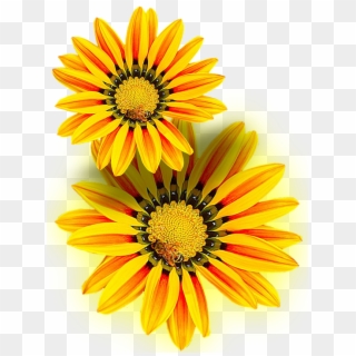 Yellow Flower, Yellow, Png, Isolated - Gazania Png Clipart