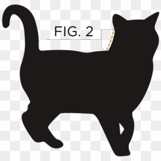 Measure From The Base Of Your Cat's Ears To Their Shoulder - No Photo Available Cat Clipart