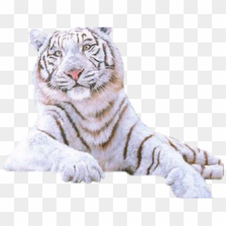 Transparent White Tiger Clipart