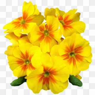 Elegant Primrose Flower Png Image - Primrose Png Clipart