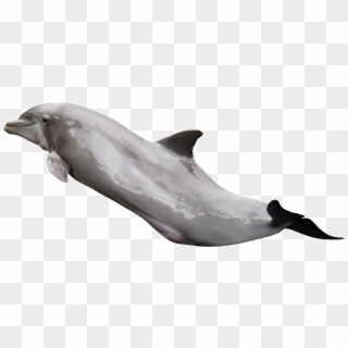 Dolphin Png Transparent Image - Dolphin Transparent Jump Clipart