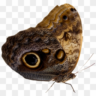 Moth Png - Grayling (butterfly) Clipart