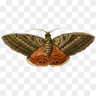 Vintage Clip Art Free Noctuelle Moth Png Image - Moth Clipart Transparent Png