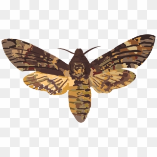 African Death's Head Hawkmoth Hawk Moths Elephant Hawk-moth - Death's Head Hawk Moth Uk Clipart